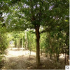 皂角树苗批发 道路绿化树木皂角树苗 出售大规格皂角树