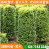出售金叶女贞柱 金叶女贞小苗 庭院景观金叶女贞球规格齐全