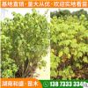 批发湖南木芙蓉树苗园林景观丛生木芙蓉景观工程花卉植物量大价优