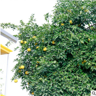 基地直供香橼树庭院植物 香缘树苗 香泡树 柑枸橼 可批发