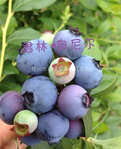 蓝莓优质果实