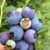 蓝莓优质果实