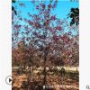 二十年苗圃供应美国红橡树娜塔栎小苗宝塔形红色花叶行道风景树