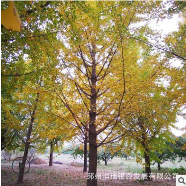 苗圃供应宝塔形32公分银杏树小苗大树庭院风景树园林绿化植物行道