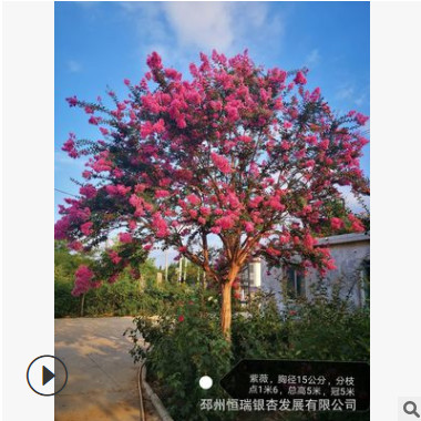 厂家现货供应紫薇百日红皂角朴树三角枫榉树风景树5-12米欢迎洽谈