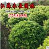 基地直供海桐球耐盐耐碱四季常青公园观赏点缀规格齐全海桐球苗