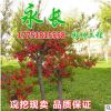 直供贴梗海棠苗绿化花木气味芳香庭院盆栽装饰点缀规格齐全海棠苗