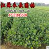 基地直供大叶黄杨工程苗常绿植物四季常青装饰规格齐全大叶黄杨苗