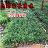 直供七里香绿化花木气味芳香室内盆栽观赏装饰点缀规格齐全七里香