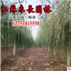 直供垂柳树苗四季常青绿化苗木行道点缀美化环境规格齐全垂柳树苗