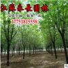 基地直供速生白蜡树苗行道庭荫树庭院观赏点缀美化规格齐全白蜡苗