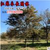 基地低价批发榉树 榉树苗 榉树树苗 规格齐全 量大从优 易成活