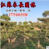 基地直供 造型黑松庭院种植装饰点缀四季常青规格齐全黑松树苗