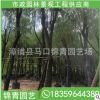 柳树容器苗 园林工程绿化柳树移植苗 大量批发 多规格供应
