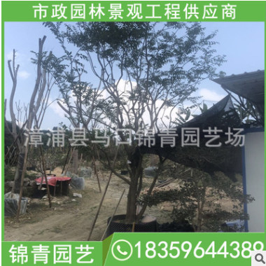 朴树移植苗 朴树容器苗 价格12000 厂家直销