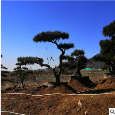 山东基地供应四季常青黑松树苗 现货供应黑松小苗风景松