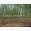 大量出售优质速生法桐 专业供应绿化法桐树 行道树法桐树/