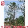 多花风铃木容器苗 四季常青 黄花风铃木移栽苗 大量批发 基地种植