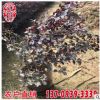 红花继木大杯高度40公分 红花继木价格 道路绿化供应