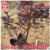 红花继木容器苗 红花继木杯苗 多种规格定制加工
