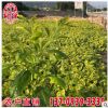 金边假连翘袋苗 金边假连翘移植苗 福建苗圃基地直供