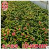 龙船花袋苗 小叶龙船花移植苗 大量批发 质优价廉