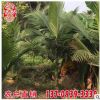 假槟榔移植苗 假槟榔容器苗 基地批发 规格齐全 量大从优