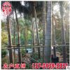 大王椰子厂家 大王椰子树 各种规格供应 风景树