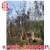 红叶李容器苗 红叶李移植苗 现货供应 量大从优