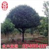 桂花树价格 桂花树批发 福建种植桂花树报价 庭院绿化乔木