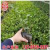 虎头茉莉高度20公分 福建虎头茉莉价格 量大从优 虎头茉莉批发