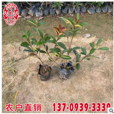 红叶石楠移植苗 红叶石楠容器苗 景观苗木供应