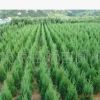 蜀桧价格 南京蜀桧价格 扬州蜀桧价格 成都蜀桧价格信息