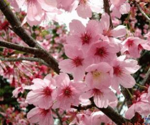 江苏樱花基地价格 山东樱花基地价格