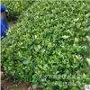 供应湖南大叶栀子花苗栀子花苗常绿灌木四季栀子花小苗