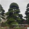 湖南基地直供50至80公分的日本进口罗汉松日本罗汉松价格树形优美