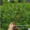 湖南苗圃优价供应工程小苗色块杜鹃花,春鹃,毛杜鹃批发,量大价优.