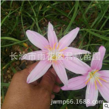行道树 紫薇树苗，百日红，痒痒树图5
