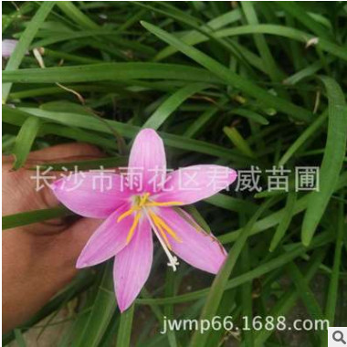 行道树 紫薇树苗，百日红，痒痒树图4
