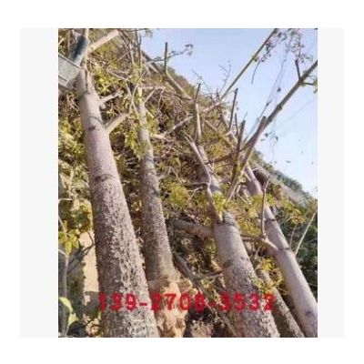 木棉树 英雄树 红棉花树