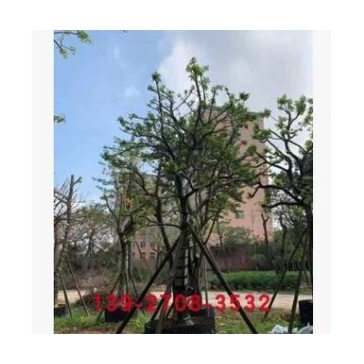 别墅庭院树 红果冬青树 万紫千红树苗假植