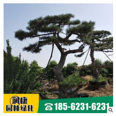 园艺场出售景松 小区园林边道工程绿化行道树园林植物 景松