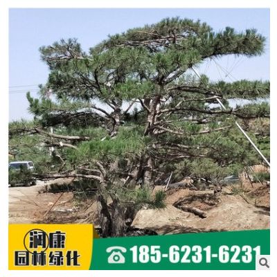 多年种植泰山松 现场起树道路工程绿化种植指导 景观松树