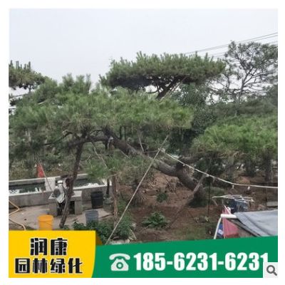 现货供应庭院松 盆景植物常青型造松树 荒山造林质优价廉 庭院松