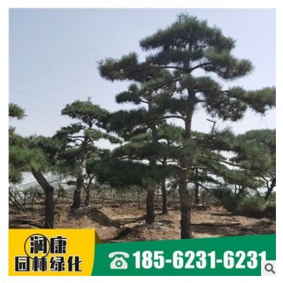 泰安出售景观松 园林景观现场选树常绿树规格全 景观造型油松