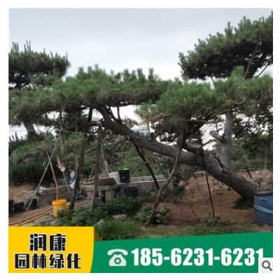 基地种植造型油松 清地处理现场看造型松树来电咨询 造型油松