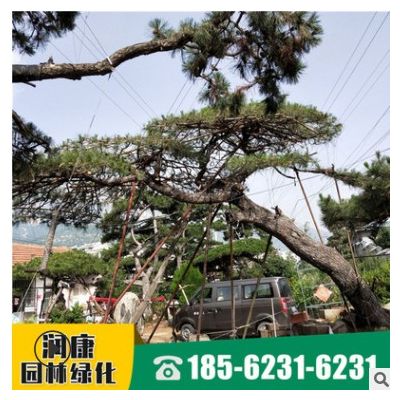 出售景观松树 多年种植经验土壤适应强根系发达易管理 造型松树