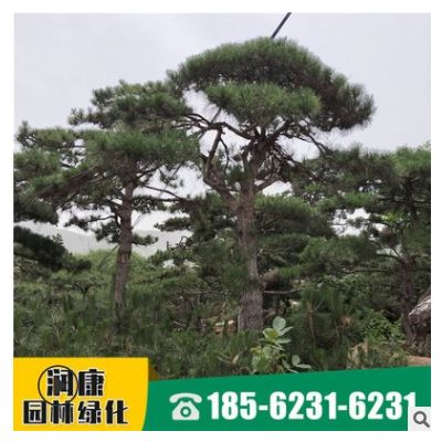 种植造型松树 道路风景树荒山造林绿化工程来电订购 绿化行道松树