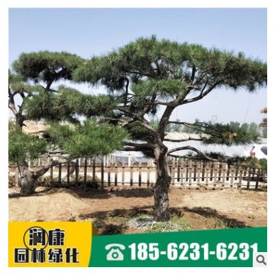 批发供应工程松树 规格多样量大实惠别墅景观树 工程松树