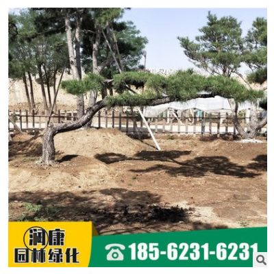 批发种植工程松树 道路绿化造型松行道树树形优美 工程松树